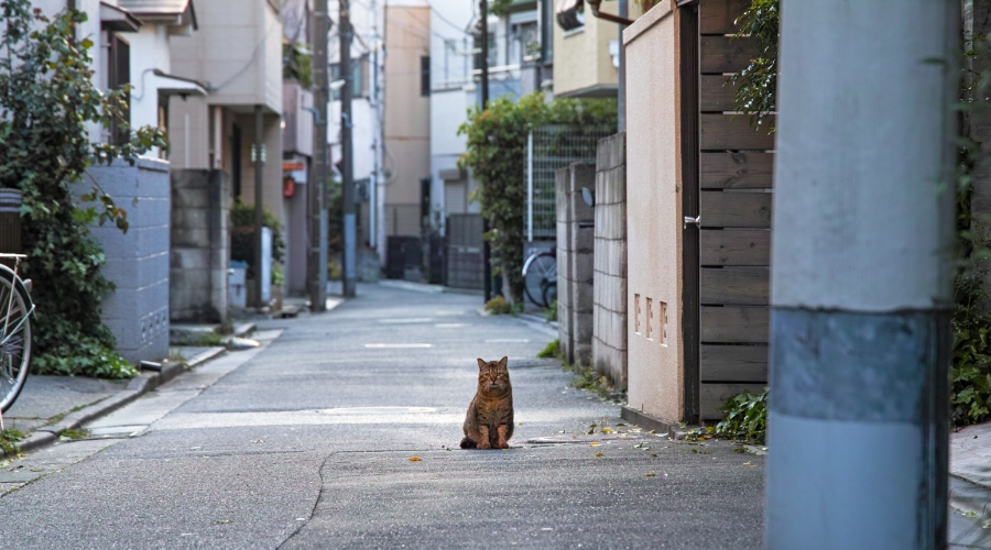 路地でこちらを見ている茶トラの猫